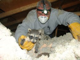 Wildlife Removal